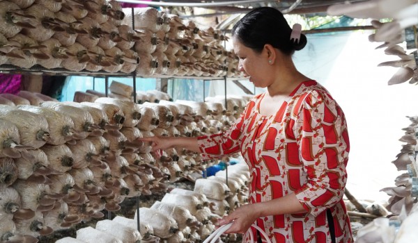 Đến cù lao Thới Sơn trải nghiệm du lịch với trại nấm bào ngư Đến cù lao Thới Sơn trải nghiệm du lịch với trại nấm bào ngư