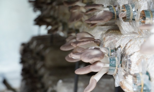 Đến cù lao Thới Sơn trải nghiệm du lịch với trại nấm bào ngư Đến cù lao Thới Sơn trải nghiệm du lịch với trại nấm bào ngư