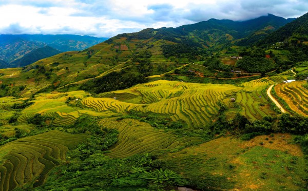 Đẹp nao lòng bức tranh mùa lúa chín ở Mù Cang Chải Đẹp nao lòng bức tranh mùa lúa chín ở Mù Cang Chải