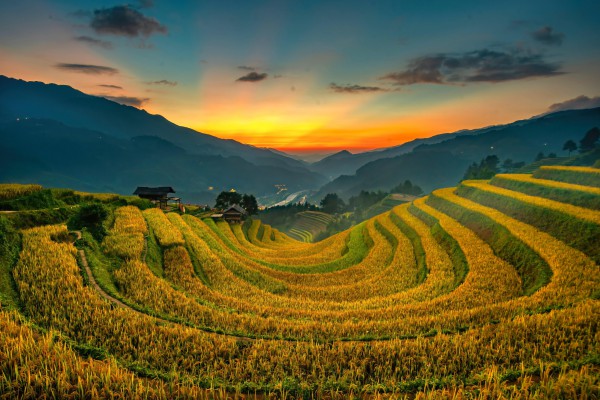 Đẹp nao lòng bức tranh mùa lúa chín ở Mù Cang Chải Đẹp nao lòng bức tranh mùa lúa chín ở Mù Cang Chải