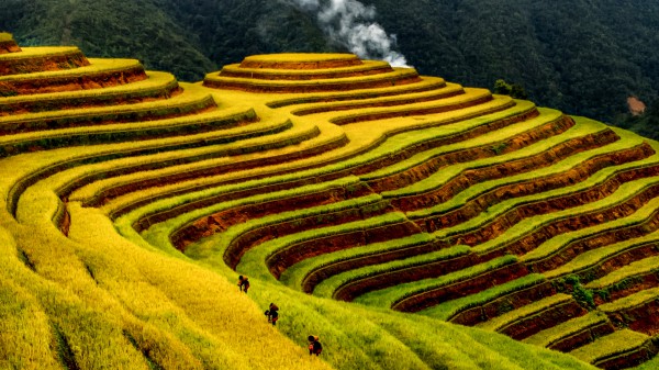 Đẹp nao lòng bức tranh mùa lúa chín ở Mù Cang Chải Đẹp nao lòng bức tranh mùa lúa chín ở Mù Cang Chải