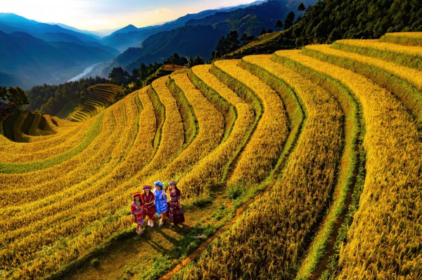 Đẹp nao lòng bức tranh mùa lúa chín ở Mù Cang Chải Đẹp nao lòng bức tranh mùa lúa chín ở Mù Cang Chải