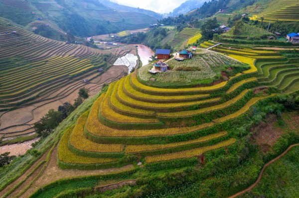 Đẹp nao lòng bức tranh mùa lúa chín ở Mù Cang Chải Đẹp nao lòng bức tranh mùa lúa chín ở Mù Cang Chải