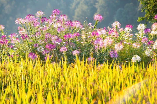 Đẹp nao lòng bức tranh mùa lúa chín ở Mù Cang Chải Đẹp nao lòng bức tranh mùa lúa chín ở Mù Cang Chải