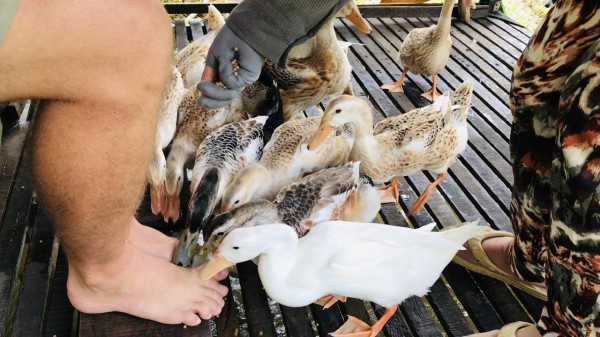 Độc đáo 'massage vịt' ở xứ cồn miền Tây Độc đáo 'massage vịt' ở xứ cồn miền Tây