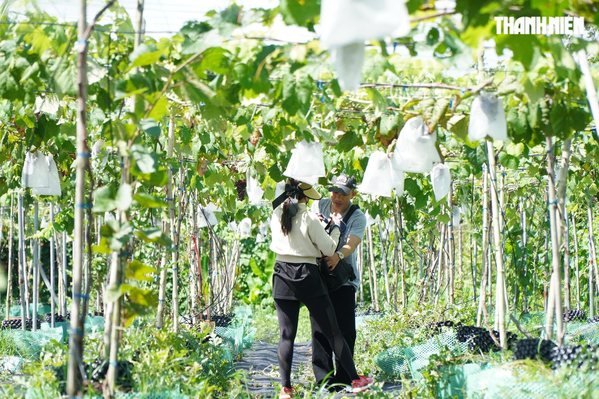 Độc đáo vườn nho kẹo giữa cù lao Minh, du khách đến tham quan miễn phí