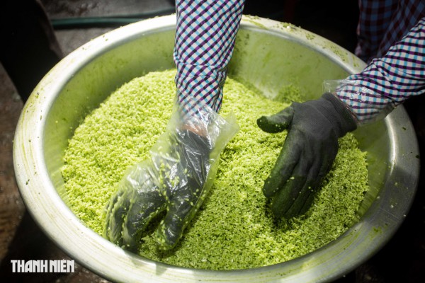 Bánh tét mặt trăng màu xanh ngọc ở Quảng Trị: Bí quyết từ nắm rau quê