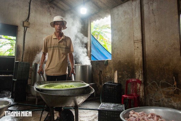 Bánh tét mặt trăng màu xanh ngọc ở Quảng Trị: Bí quyết từ nắm rau quê