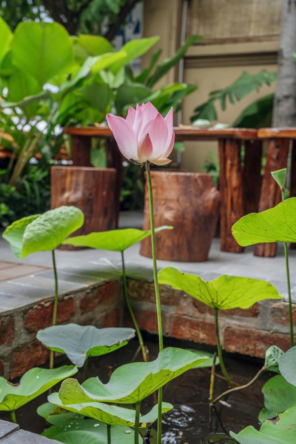 Bất ngờ với người đứng sau nhà hàng chay TP.HCM được Michelin vinh danh 2 năm liền Bất ngờ với người đứng sau nhà hàng chay TP.HCM được Michelin vinh danh 2 năm liền