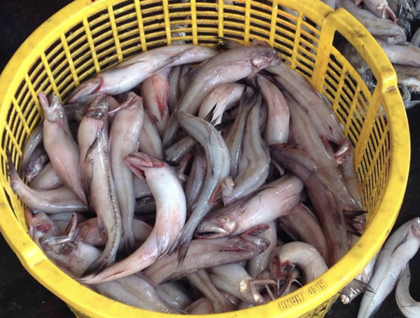 Cá khoai là cá gì? Loại cá thịt mềm... tan ngay trong miệng nấu món gì ngon?