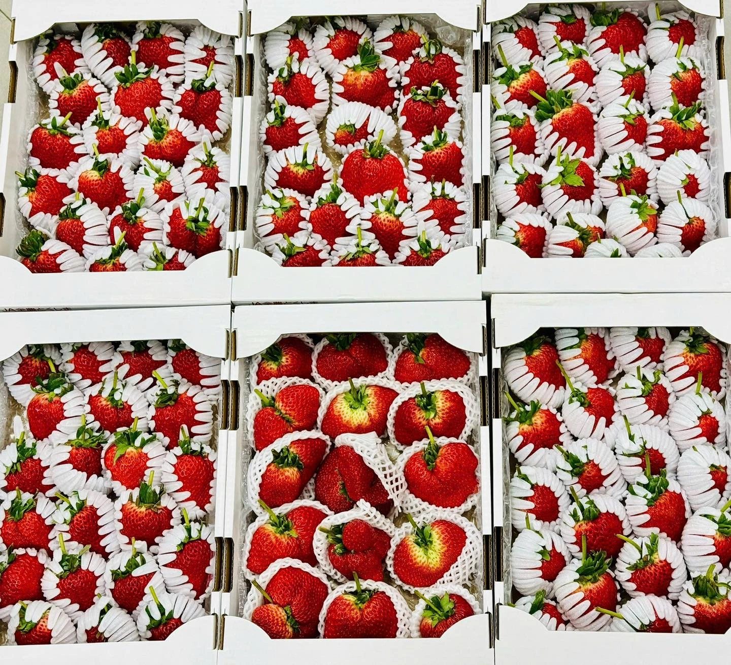 Cận tết, trái cây thượng hạng được săn lùng Cận tết, trái cây thượng hạng được săn lùng