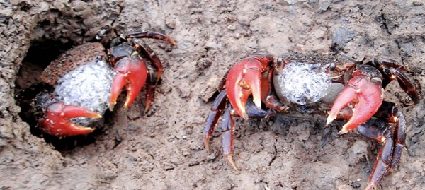 Chuyện ít biết về chù ụ - đặc sản kín tiếng của rừng ngập mặn Cà Mau Chuyện ít biết về chù ụ - đặc sản kín tiếng của rừng ngập mặn Cà Mau