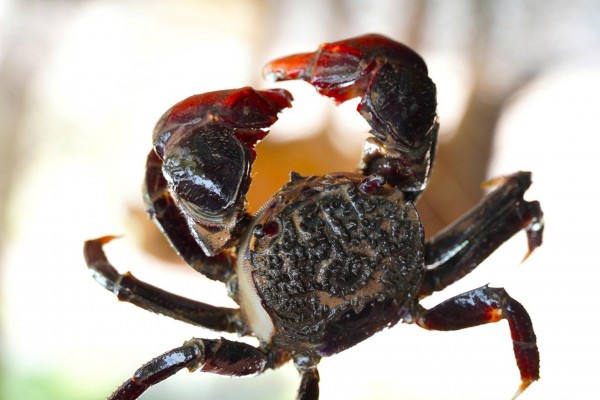 Chuyện ít biết về chù ụ - đặc sản kín tiếng của rừng ngập mặn Cà Mau Chuyện ít biết về chù ụ - đặc sản kín tiếng của rừng ngập mặn Cà Mau