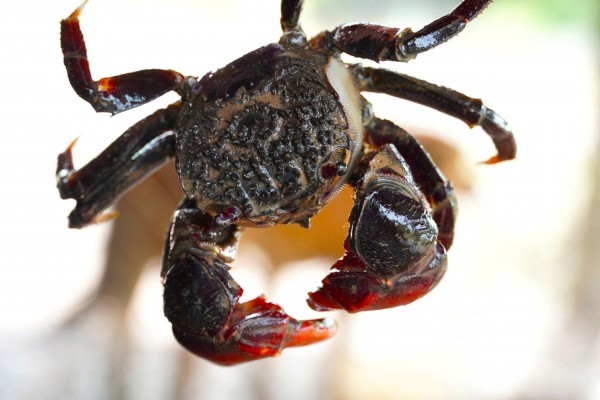 Chuyện ít biết về chù ụ - đặc sản kín tiếng của rừng ngập mặn Cà Mau Chuyện ít biết về chù ụ - đặc sản kín tiếng của rừng ngập mặn Cà Mau