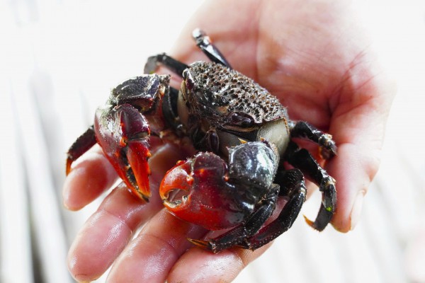 Chuyện ít biết về chù ụ - đặc sản kín tiếng của rừng ngập mặn Cà Mau Chuyện ít biết về chù ụ - đặc sản kín tiếng của rừng ngập mặn Cà Mau