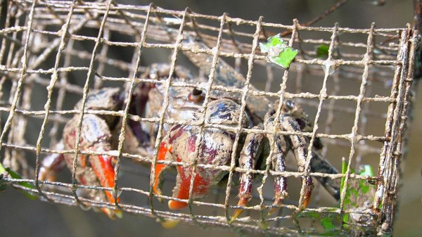 Chuyện ít biết về chù ụ - đặc sản kín tiếng của rừng ngập mặn Cà Mau Chuyện ít biết về chù ụ - đặc sản kín tiếng của rừng ngập mặn Cà Mau