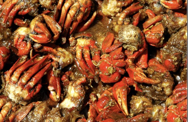 Chuyện ít biết về chù ụ - đặc sản kín tiếng của rừng ngập mặn Cà Mau Chuyện ít biết về chù ụ - đặc sản kín tiếng của rừng ngập mặn Cà Mau