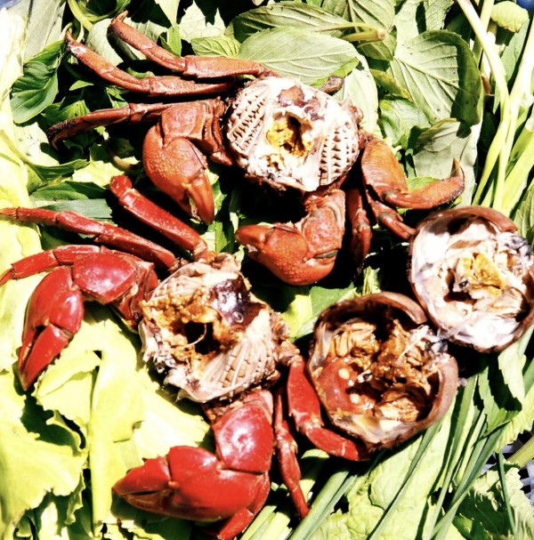 Chuyện ít biết về chù ụ - đặc sản kín tiếng của rừng ngập mặn Cà Mau Chuyện ít biết về chù ụ - đặc sản kín tiếng của rừng ngập mặn Cà Mau