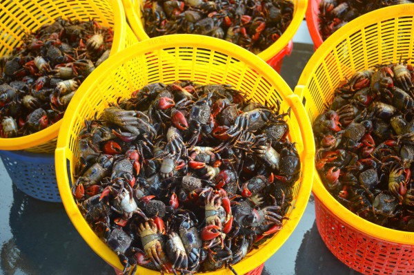 Chuyện ít biết về chù ụ - đặc sản kín tiếng của rừng ngập mặn Cà Mau Chuyện ít biết về chù ụ - đặc sản kín tiếng của rừng ngập mặn Cà Mau