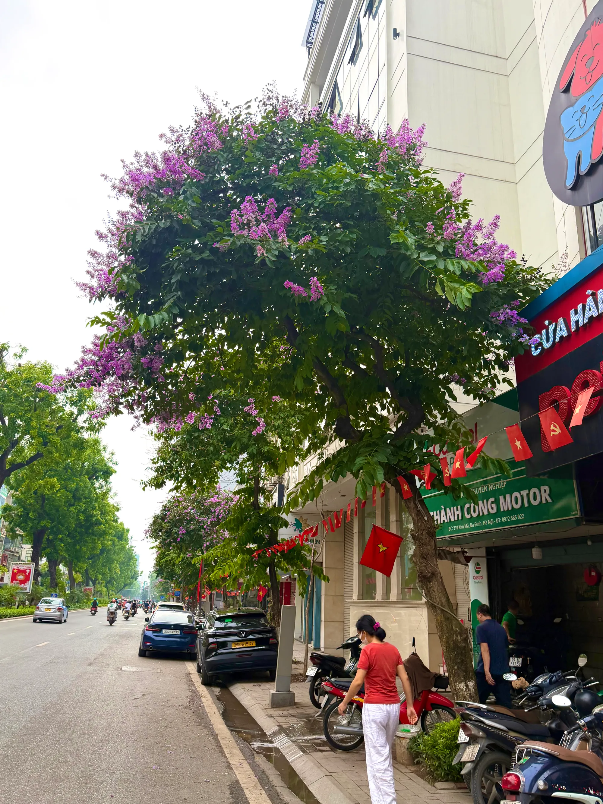 Hà Nội: Sắc tím bằng lăng nở rộ đầu mùa hạ Hà Nội: Sắc tím bằng lăng nở rộ đầu mùa hạ