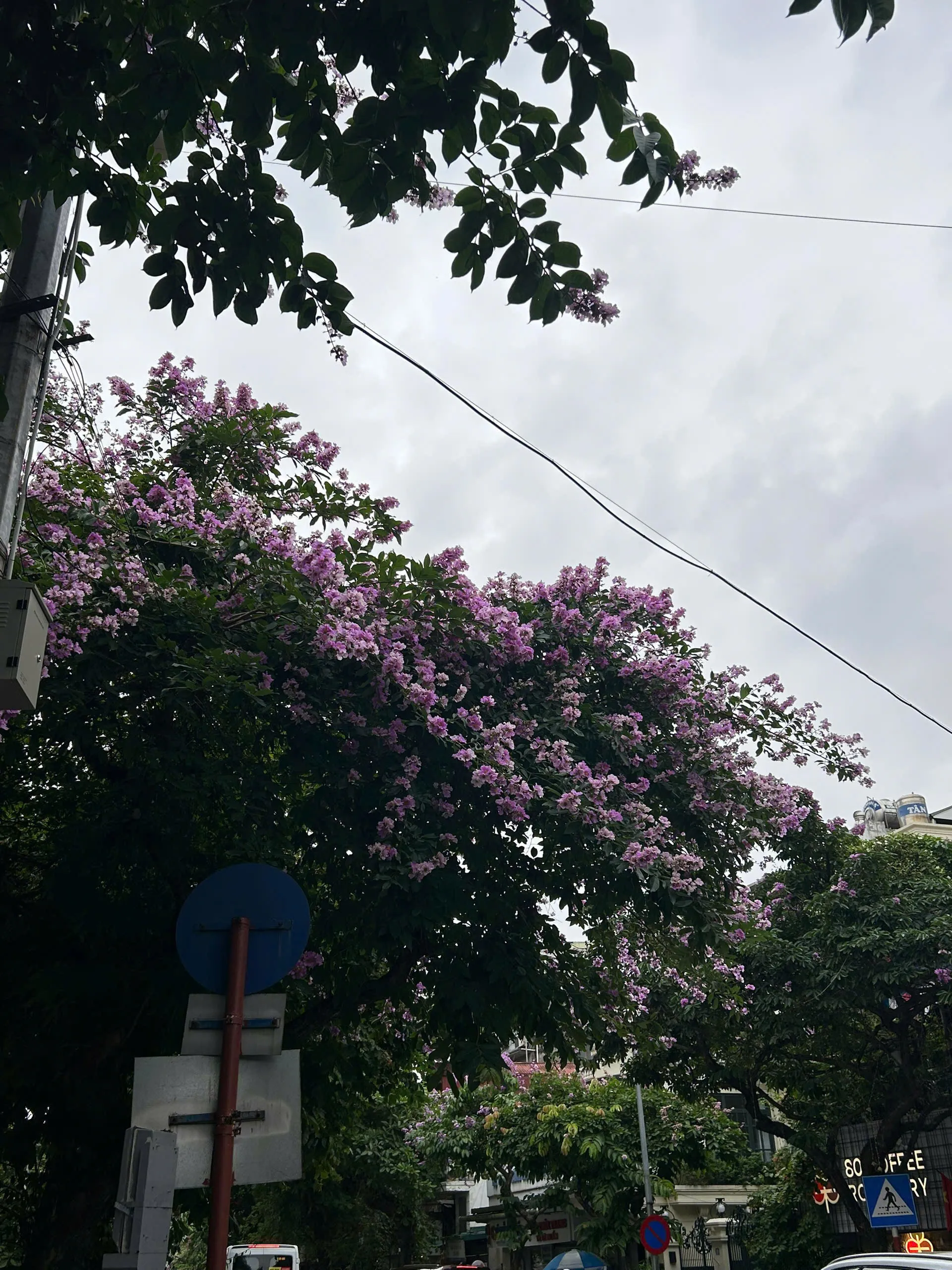 Hà Nội: Sắc tím bằng lăng nở rộ đầu mùa hạ Hà Nội: Sắc tím bằng lăng nở rộ đầu mùa hạ