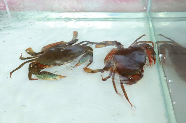 Hôm nay ngày đầu lễ hội ẩm thực cua Cà Mau ở TP.HCM: Thực khách hào hứng Hôm nay ngày đầu lễ hội ẩm thực cua Cà Mau ở TP.HCM: Thực khách hào hứng