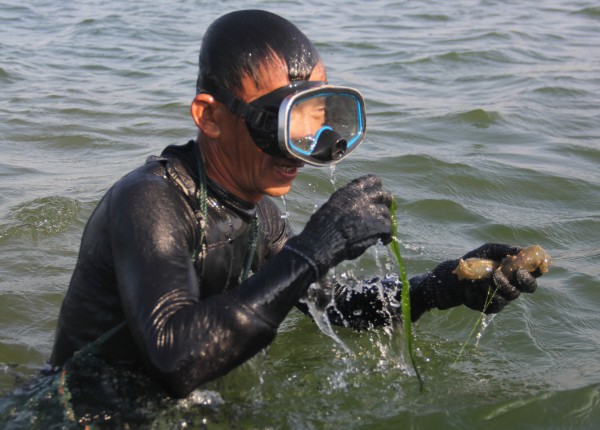 Kỳ lạ loài 'thỏ biển' đẻ ra bún, món ngon khiến thực khách thích mê