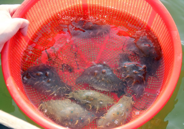 Kỳ lạ loài 'thỏ biển' đẻ ra bún, món ngon khiến thực khách thích mê