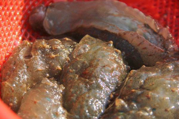 Kỳ lạ loài 'thỏ biển' đẻ ra bún, món ngon khiến thực khách thích mê