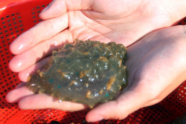 Kỳ lạ loài 'thỏ biển' đẻ ra bún, món ngon khiến thực khách thích mê