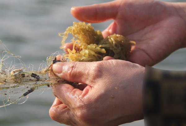 Kỳ lạ loài 'thỏ biển' đẻ ra bún, món ngon khiến thực khách thích mê