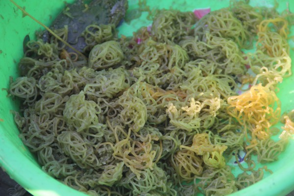 Kỳ lạ loài 'thỏ biển' đẻ ra bún, món ngon khiến thực khách thích mê