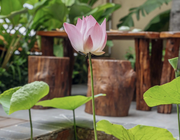 Lễ hội ẩm thực chay ở TP.HCM khai mạc ngày mai 31.10: 200 món chay từ sen Lễ hội ẩm thực chay ở TP.HCM khai mạc ngày mai 31.10: 200 món chay từ sen