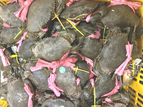 Mắm cua gạch Cà Mau: Hương vị dân dã đang dần thất truyền Mắm cua gạch Cà Mau: Hương vị dân dã đang dần thất truyền