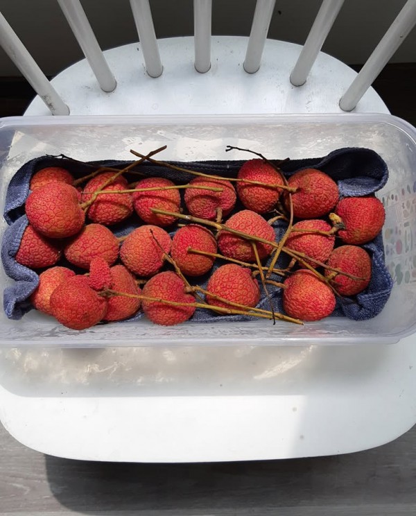 Mẹo bảo quản vải tươi ngon cả tuần cực đơn giản tại nhà Mẹo bảo quản vải tươi ngon cả tuần cực đơn giản tại nhà