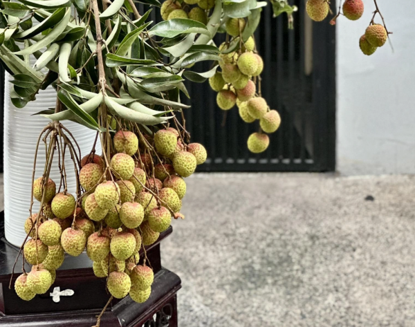 Món khúc bạch vải thiều 'hot trend' bất ngờ gây tranh cãi: Có ngon như lời đồn? Món khúc bạch vải thiều 'hot trend' bất ngờ gây tranh cãi: Có ngon như lời đồn?