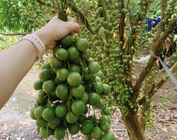 Nhiều người lần đầu thấy trái dâu da ruột tím giá 120.000 đồng/kg: Hương vị thế nào?