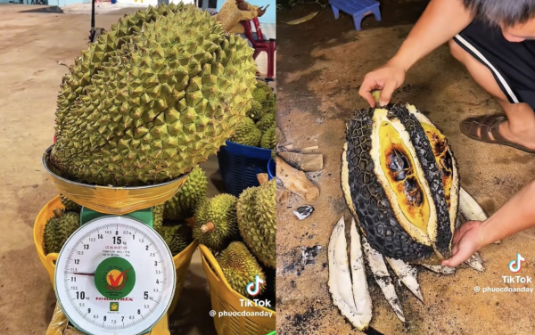 Nướng quả sầu riêng 'heo' 11 kg, chàng trai bất ngờ với hương vị Nướng quả sầu riêng 'heo' 11 kg, chàng trai bất ngờ với hương vị
