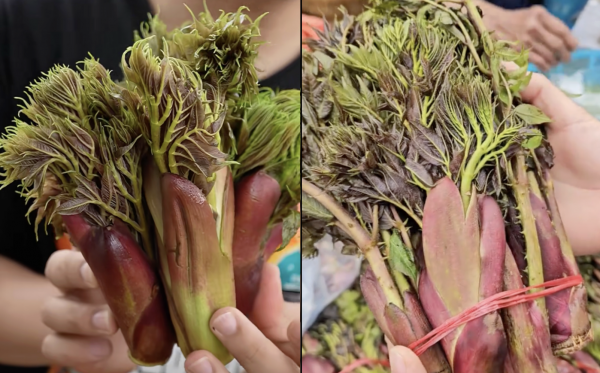 Rau mầm gai là gì mà gây sốt mạng, nhiều người ở TP.HCM tìm mua không có? Rau mầm gai là gì mà gây sốt mạng, nhiều người ở TP.HCM tìm mua không có?