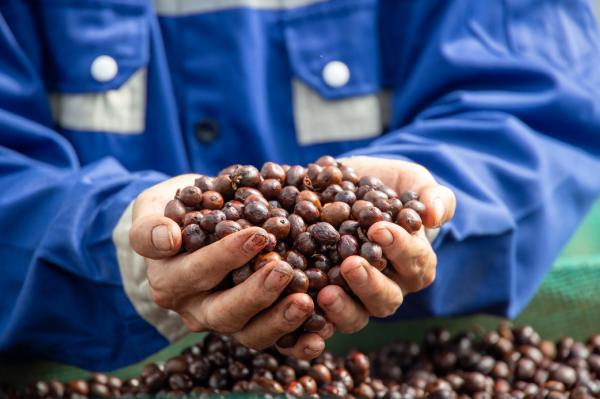 Sắp diễn ra lễ hội di sản cà phê toàn cầu lần đầu tiên tại Lâm Đồng Sắp diễn ra lễ hội di sản cà phê toàn cầu lần đầu tiên tại Lâm Đồng