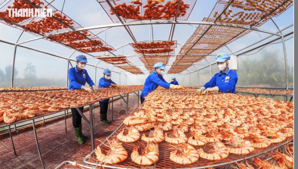 Tôm sú khô nguyên vỏ Cà Mau 'cháy hàng' dịp tết, giá 1,5 triệu/kg vẫn hút khách