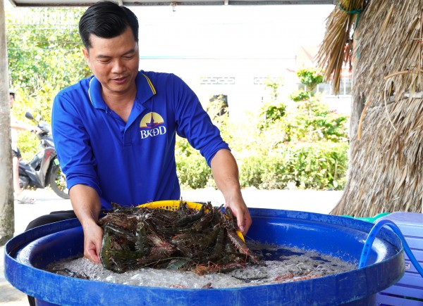 Tôm sú khô nguyên vỏ Cà Mau 'cháy hàng' dịp tết, giá 1,5 triệu/kg vẫn hút khách