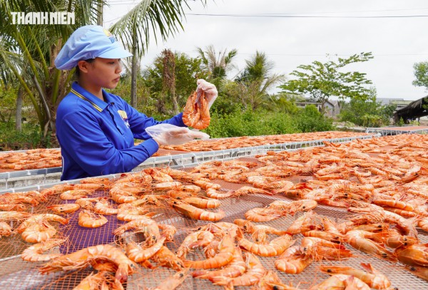 Tôm sú khô nguyên vỏ Cà Mau 'cháy hàng' dịp tết, giá 1,5 triệu/kg vẫn hút khách
