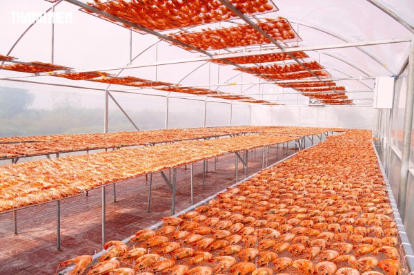 Tôm sú khô nguyên vỏ Cà Mau 'cháy hàng' dịp tết, giá 1,5 triệu/kg vẫn hút khách