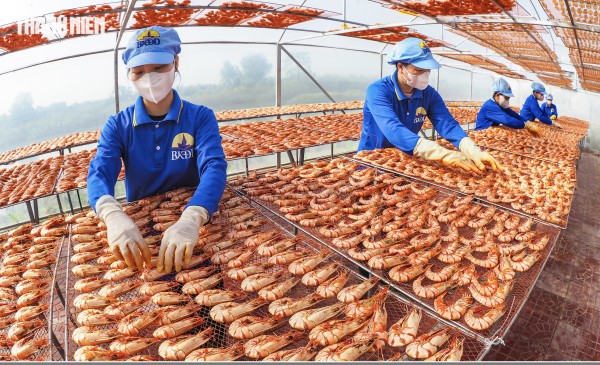Tôm sú khô nguyên vỏ Cà Mau 'cháy hàng' dịp tết, giá 1,5 triệu/kg vẫn hút khách