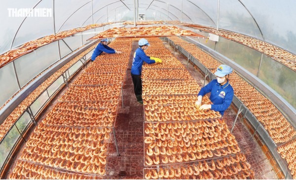 Tôm sú khô nguyên vỏ Cà Mau 'cháy hàng' dịp tết, giá 1,5 triệu/kg vẫn hút khách
