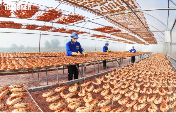 Tôm sú khô nguyên vỏ Cà Mau 'cháy hàng' dịp tết, giá 1,5 triệu/kg vẫn hút khách