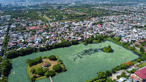 Vào hồ ngự uyển Kinh thành Huế xem thợ thức sớm 'gửi trà' vào búp sen tiến vua Vào hồ ngự uyển Kinh thành Huế xem thợ thức sớm 'gửi trà' vào búp sen tiến vua