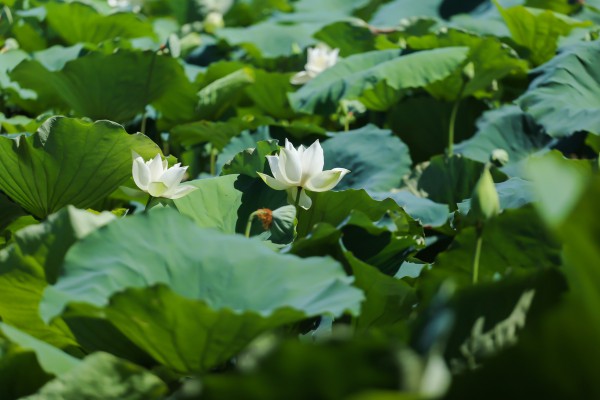 Vào hồ ngự uyển Kinh thành Huế xem thợ thức sớm 'gửi trà' vào búp sen tiến vua Vào hồ ngự uyển Kinh thành Huế xem thợ thức sớm 'gửi trà' vào búp sen tiến vua