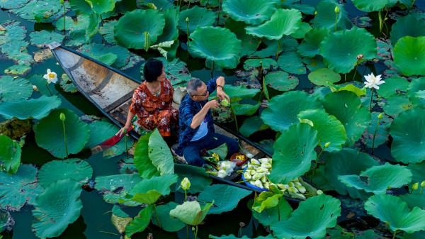 Vào hồ ngự uyển Kinh thành Huế xem thợ thức sớm 'gửi trà' vào búp sen tiến vua Vào hồ ngự uyển Kinh thành Huế xem thợ thức sớm 'gửi trà' vào búp sen tiến vua